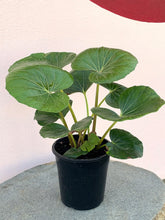 Load image into Gallery viewer, Ligularia reniformis