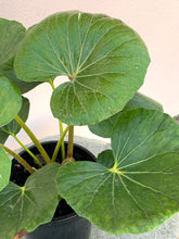 Load image into Gallery viewer, Ligularia reniformis