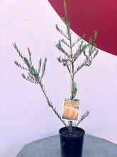 Load image into Gallery viewer, Melaleuca ‘Apricot Delight’
