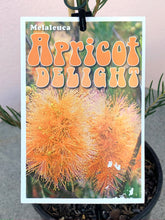 Load image into Gallery viewer, Melaleuca ‘Apricot Delight’