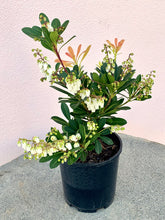 Load image into Gallery viewer, Pieris ’Temple Bells’