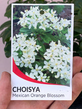 Load image into Gallery viewer, Choisya ternata