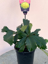 Load image into Gallery viewer, Telopea ‘Shady Lady’ Yellow