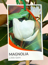 Load image into Gallery viewer, Magnolia grandiflora 'Little Gem'