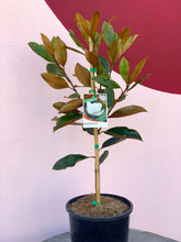 Load image into Gallery viewer, Magnolia grandiflora 'Little Gem'