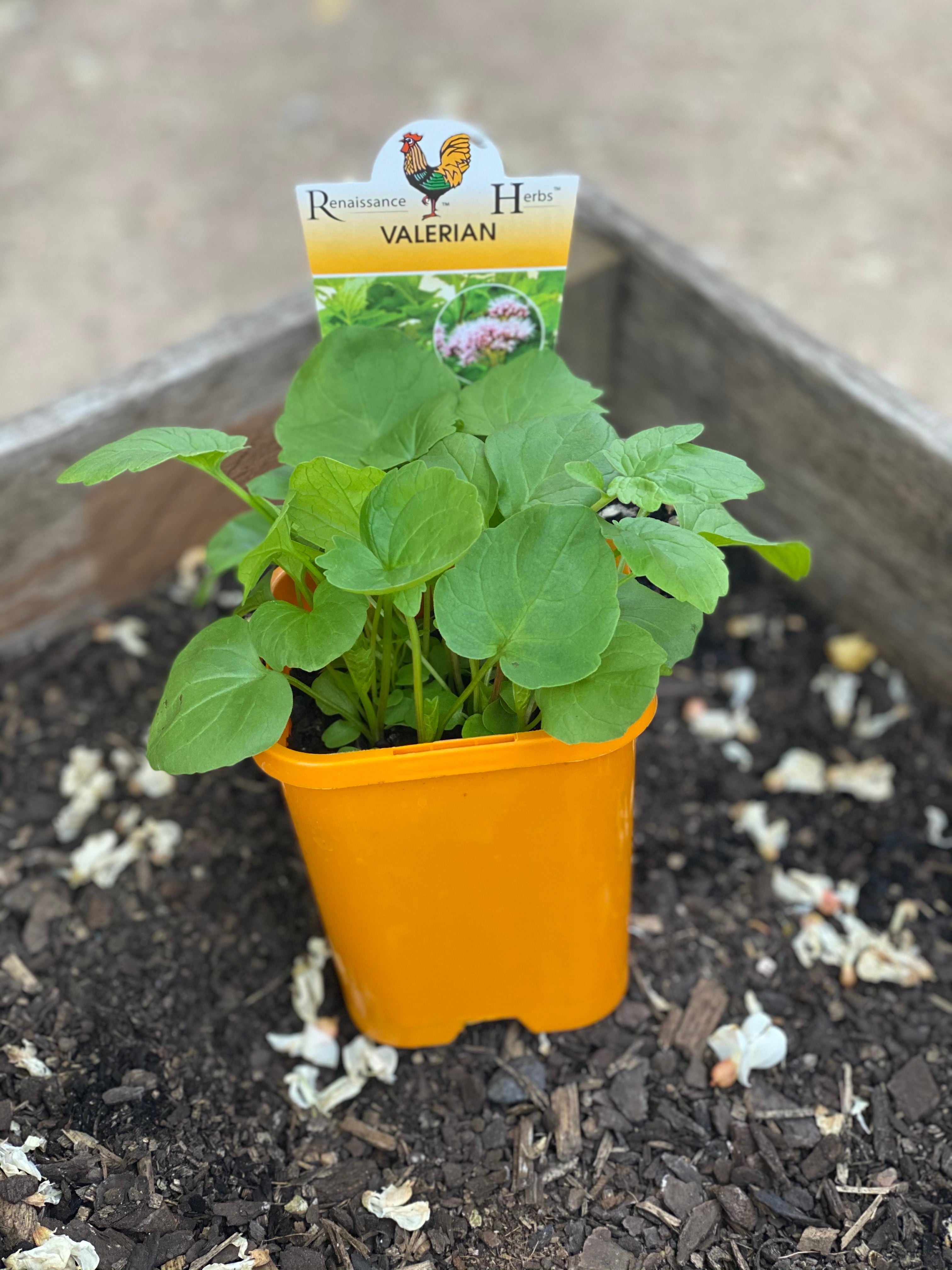 valerian potted plant Valerian – Northcote Nursery