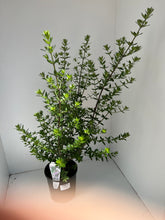 Load image into Gallery viewer, Westringia glabra