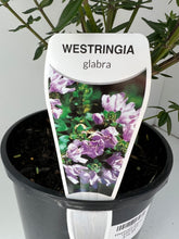 Load image into Gallery viewer, Westringia glabra