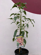 Load image into Gallery viewer, Brachychiton 'Bella Donna'