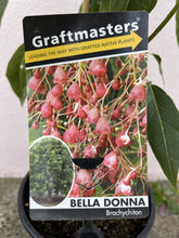 Load image into Gallery viewer, Brachychiton 'Bella Donna'