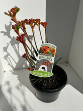 Load image into Gallery viewer, Anigozanthos 'Bush Surprise'