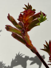 Load image into Gallery viewer, Anigozanthos 'Bush Surprise'