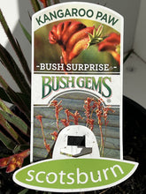 Load image into Gallery viewer, Anigozanthos 'Bush Surprise'