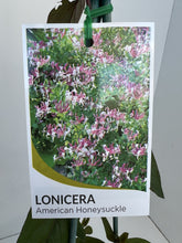 Load image into Gallery viewer, Lonicera americana
