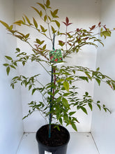 Load image into Gallery viewer, Nandina domestica