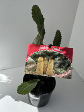 Load image into Gallery viewer, Banksia petiolaris