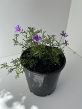Load image into Gallery viewer, Brachycome multifida 'Country Lights'