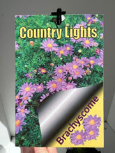 Load image into Gallery viewer, Brachycome multifida 'Country Lights'