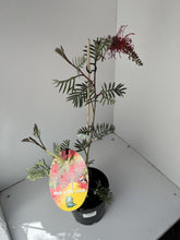 Load image into Gallery viewer, Grevillea 'Pick o the Crop'