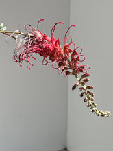 Load image into Gallery viewer, Grevillea 'Pick o the Crop'