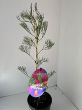 Load image into Gallery viewer, Grevillea 'Panrock Princess'