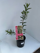 Load image into Gallery viewer, Philotheca 'Ruby Cascade'