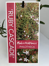 Load image into Gallery viewer, Philotheca 'Ruby Cascade'