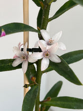 Load image into Gallery viewer, Philotheca 'Ruby Cascade'