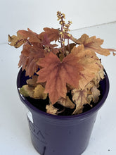 Load image into Gallery viewer, Heucherella 'Sweet Tea'