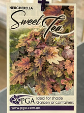 Load image into Gallery viewer, Heucherella 'Sweet Tea'