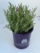 Load image into Gallery viewer, Lavinnova 'The Princess Lavender'