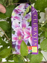 Load image into Gallery viewer, Clematis 'Piilu'