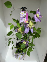 Load image into Gallery viewer, Clematis 'Blue Light'