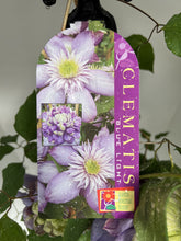 Load image into Gallery viewer, Clematis 'Blue Light'