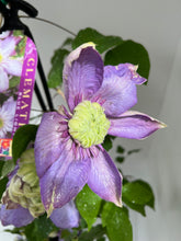 Load image into Gallery viewer, Clematis 'Blue Light'