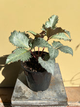 Load image into Gallery viewer, Helleborus - Winter Elegance series 'Ashbourne Silver'