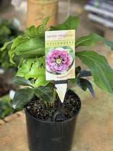 Load image into Gallery viewer, Helleborus - Winter Elegance series 'Raspberry Ripple'