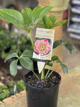 Load image into Gallery viewer, Helleborus - Winter Elegance series 'Peach Melba'