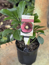 Load image into Gallery viewer, Helleborus - Winter Elegance series 'Burgundy'