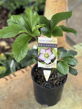 Load image into Gallery viewer, Helleborus - Winter Elegance series 'Sugar Plum'