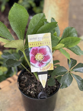 Load image into Gallery viewer, Helleborus - Winter Elegance series 'Berry Splash'