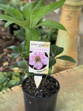 Load image into Gallery viewer, Helleborus - Winter Elegance series 'Double Pink'