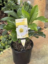 Load image into Gallery viewer, Helleborus - Winter Elegance series 'Winter White'