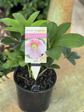 Load image into Gallery viewer, Helleborus - Winter Elegance series 'Shell Pink'
