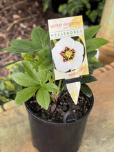 Load image into Gallery viewer, Helleborus - Winter Elegance series 'Winter Ruby'