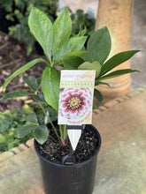 Load image into Gallery viewer, Helleborus - Winter Elegance series 'Double White Spotted'