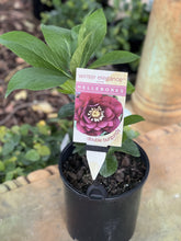 Load image into Gallery viewer, Helleborus - Winter Elegance series 'Double Burgundy'