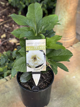 Load image into Gallery viewer, Helleborus - Winter Elegance series 'Double White'
