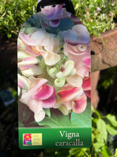 Load image into Gallery viewer, Vigna caracalla