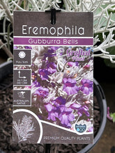 Load image into Gallery viewer, Eremophila 'Gubburra Bells'